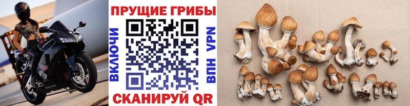 цены   Меленки  Псилоцибиновые грибы ЛСД 
